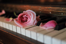 close up of rose and keys on our piano keyboard