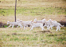 lambs running in a pasture 