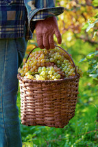 man carrying a basket of fresh picked grapes 