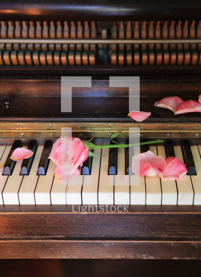 broken rose on our old piano