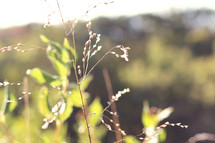 leaves and tall grasses outdoors 