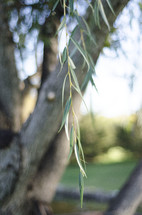 weeping willow tree 