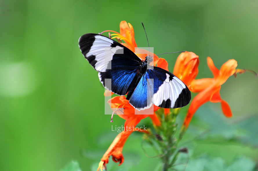 blue and white cydno butterfly