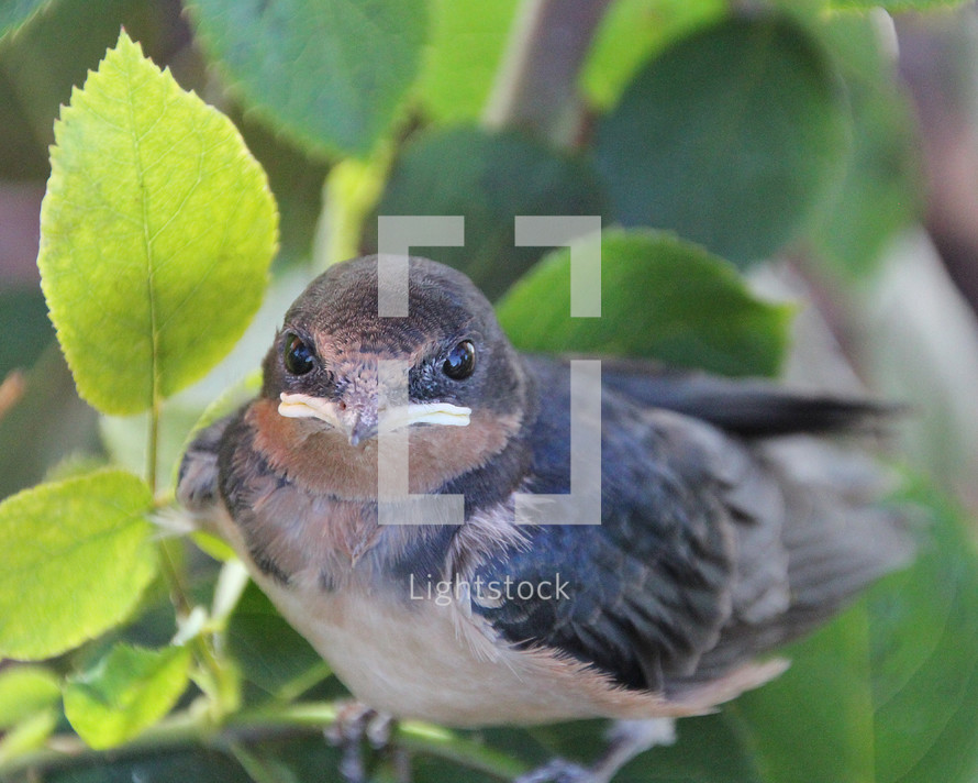 young barn swallow 
