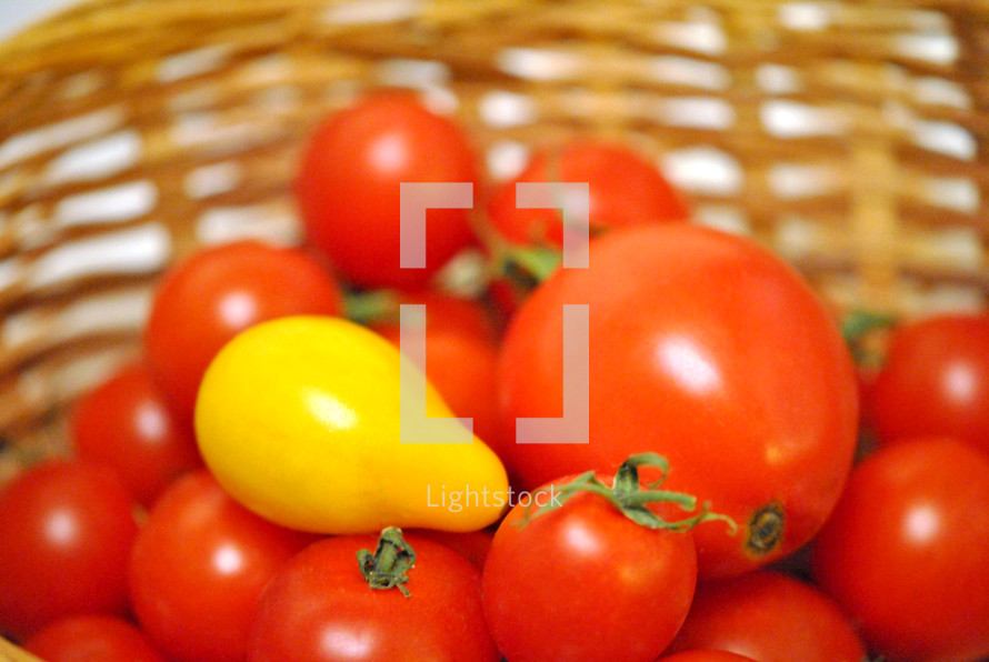 A single yellow pear tomato in a basket full of red cherry tomatoes.
