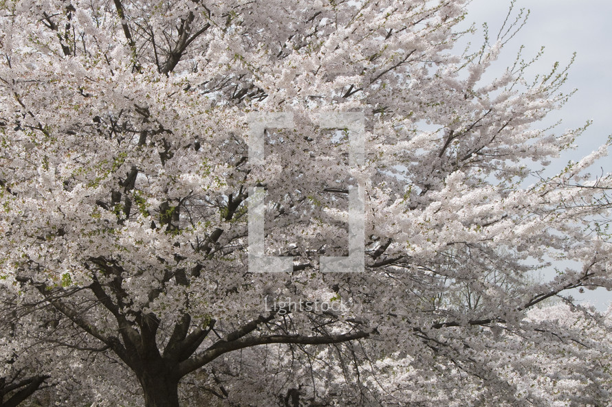 White spring flower blossoms on a cherry tree