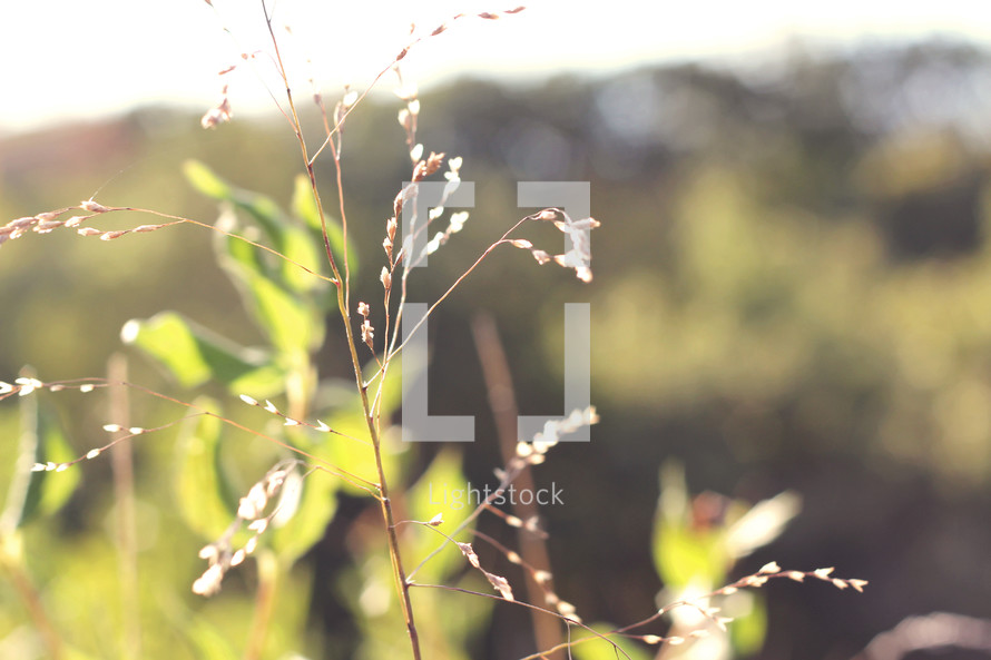 leaves and tall grasses outdoors 
