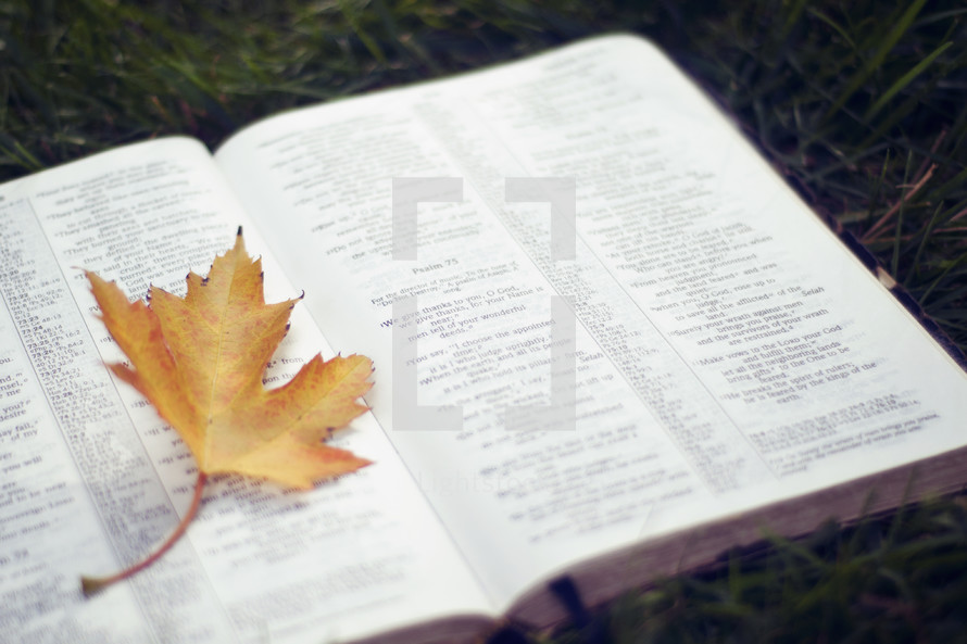 yellow fall leaf on the pages of a Bible 