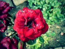 wet rose
