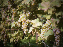 grapes growing on a vine 