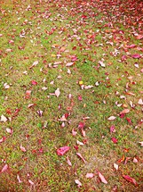 Fall leaves on the ground.
