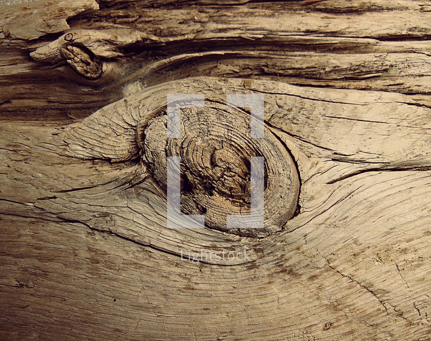 driftwood closeup 
