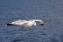 A seagull in flight over water.