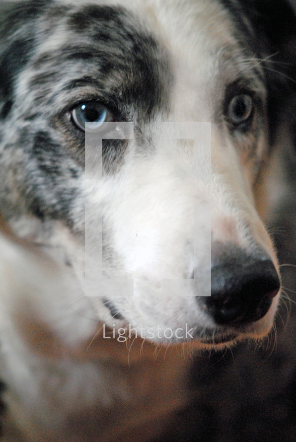Portrait closeup of a dog.