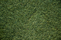green grass texture 