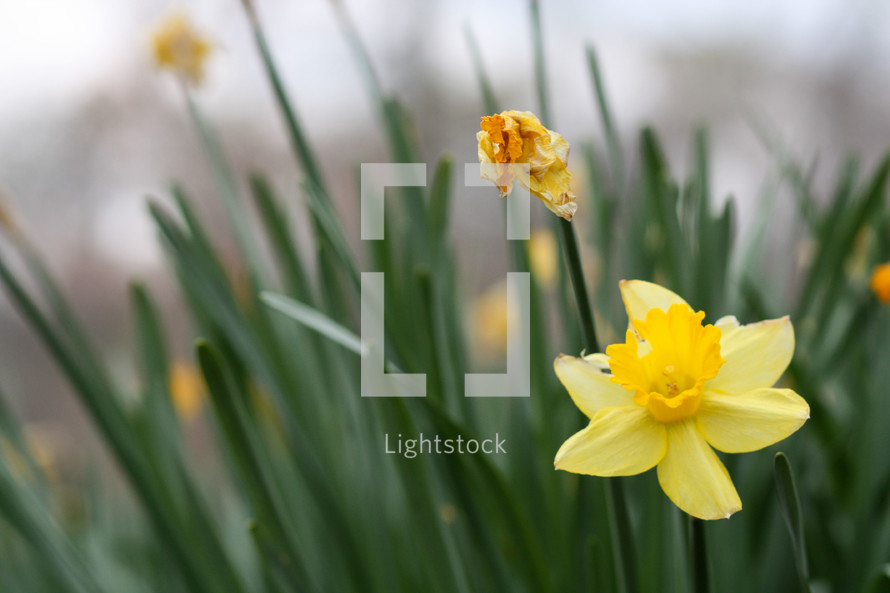 daffodils 