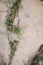 Grass and flowers growing through cracks in cement.