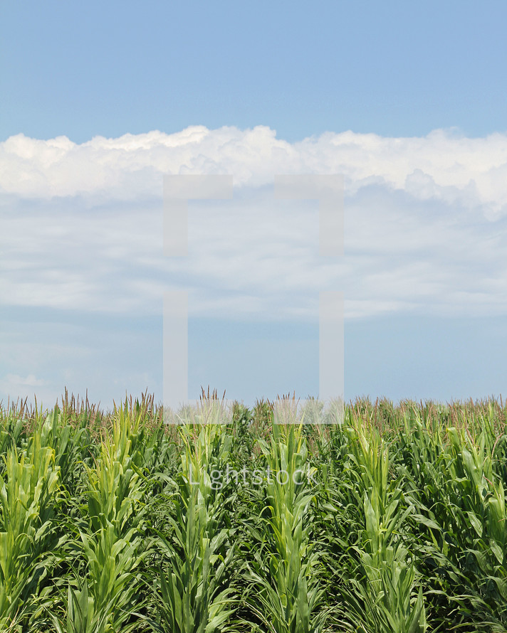 Rows of corn in a field. 