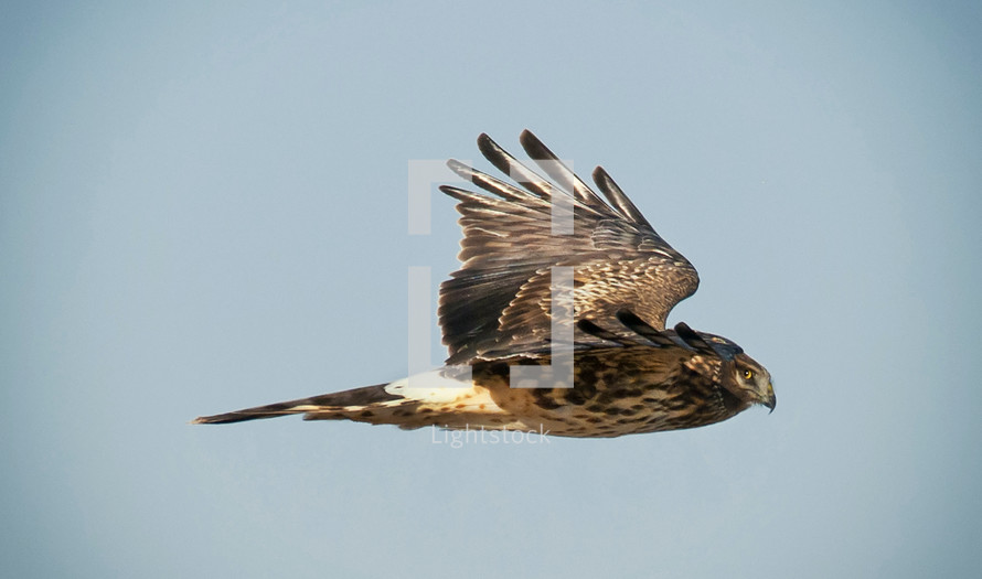 Hawk in flight.