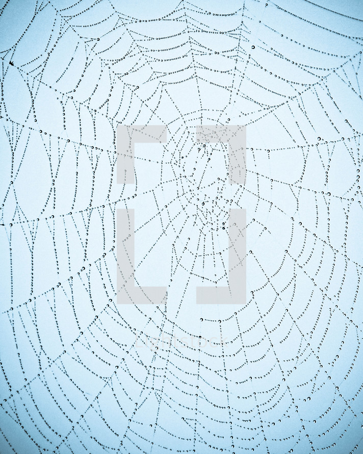 Morning dew on a spider web. 