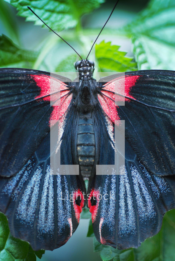 black and red butterfly wings 