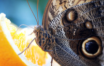 butterfly on an orange 