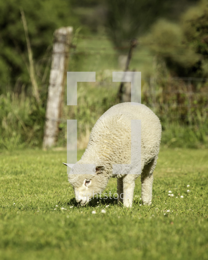 a sheep grazing 