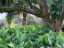 A Tropical rain forest floor covered in green ferns, trees and sunlight to give life to the forest and make it come alive. One has to wonder if the garden of Eden was something like this at one time. Unspoiled, untamed and yet very beautiful and lush filled with tropical plants, fruit bearing trees and the very center of Creation where man and God met together daily to commune together before the fall of Adam. 