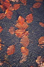 wet fall leaves on asphalt