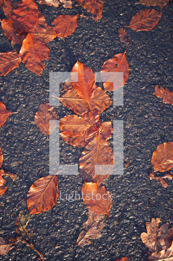 wet fall leaves on asphalt