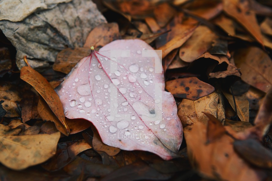 wet fall leaves