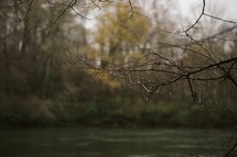 wet tree limbs above a river 
