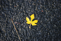 wet fall leaf on asphalt