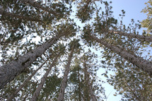 Ground view of lofty trees.
