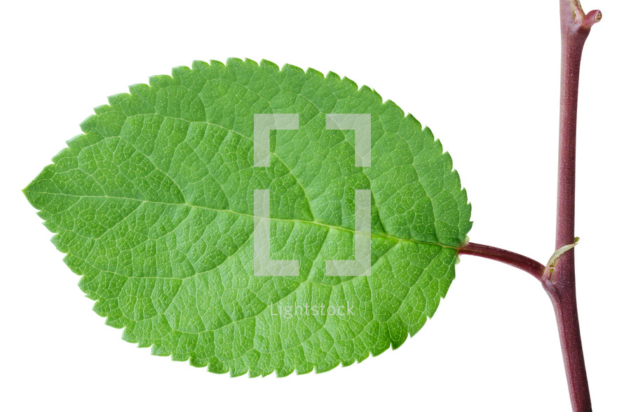green leaf with a branch isolated on white background