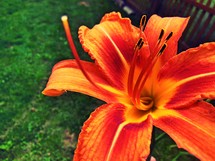 orange Lily 