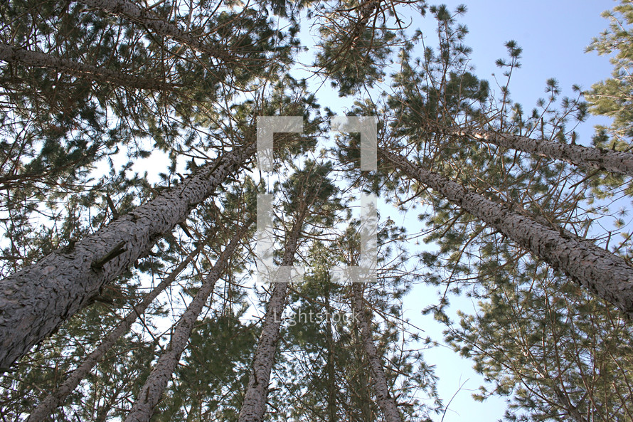 Ground view of lofty trees.