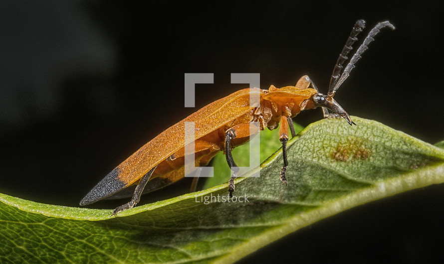 Beetle eating a leaf.