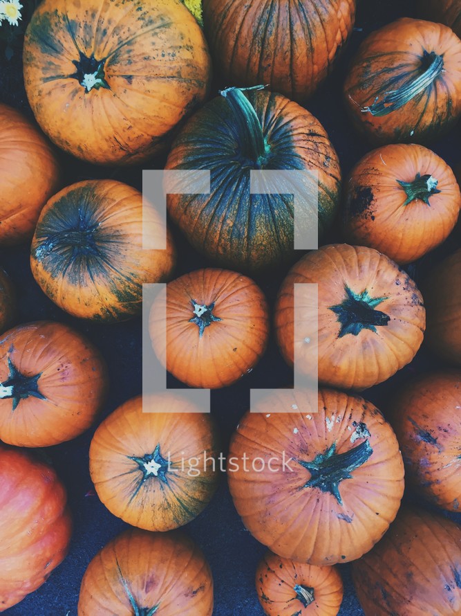 orange pumpkins background 