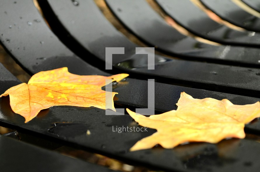 fall leaves on a park bench 