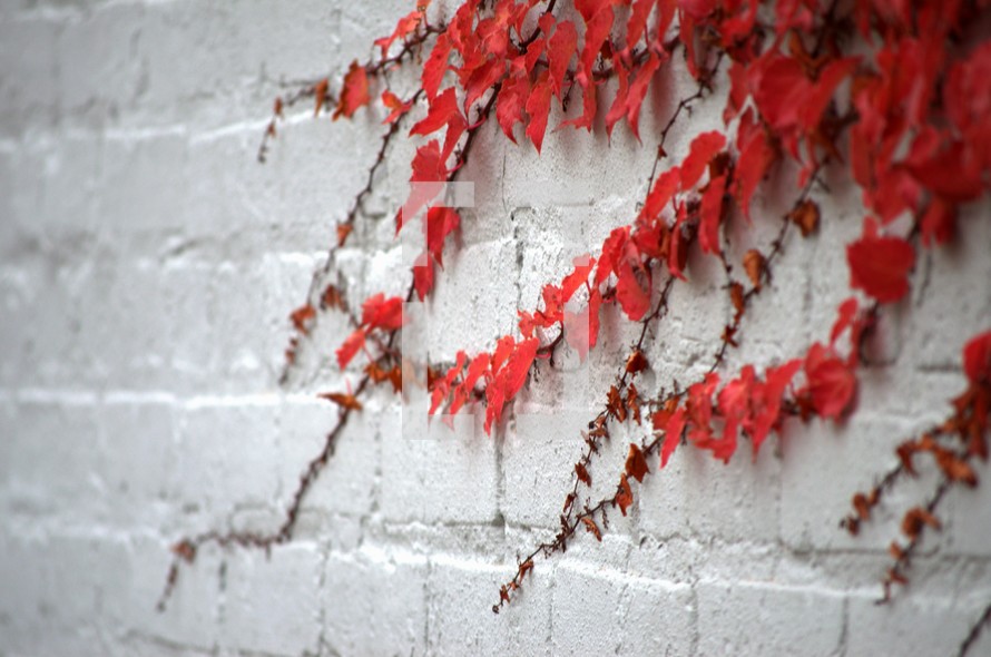 red ivy growing on a white wall 