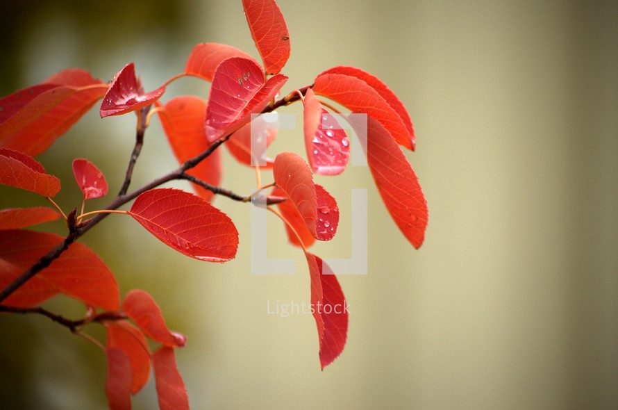 red leaves on a branch 
