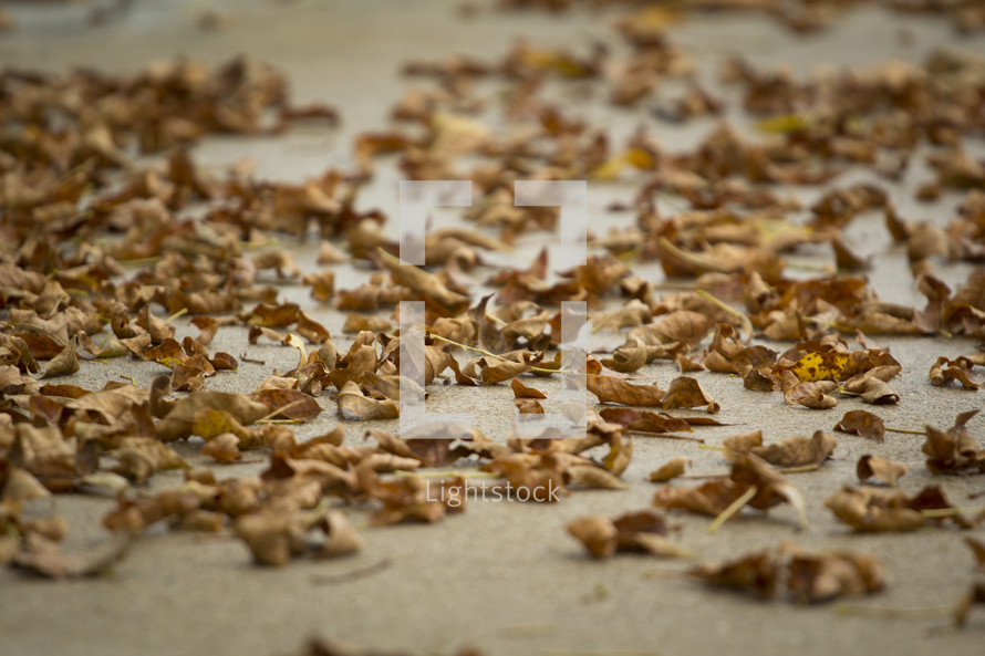 dead dried leaves on a sidewalk 