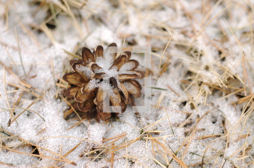 snow on pine cone and grass 
