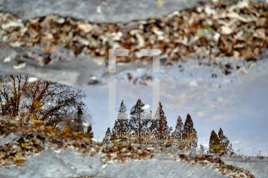 reflection of trees in a forest in a puddle