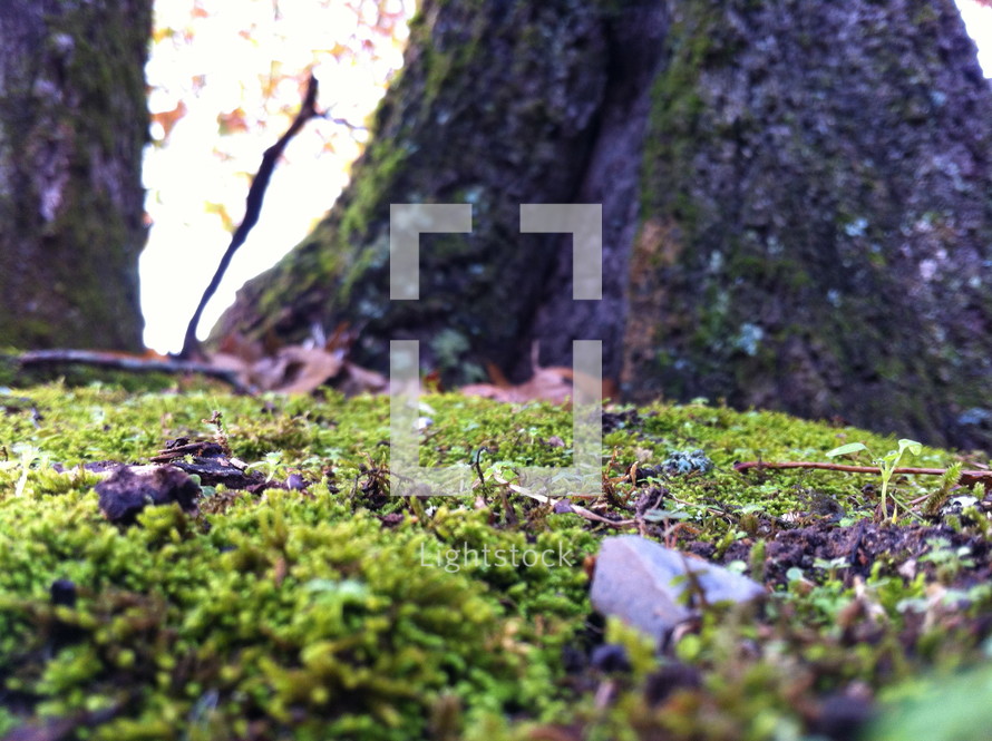 moss covered forest floor