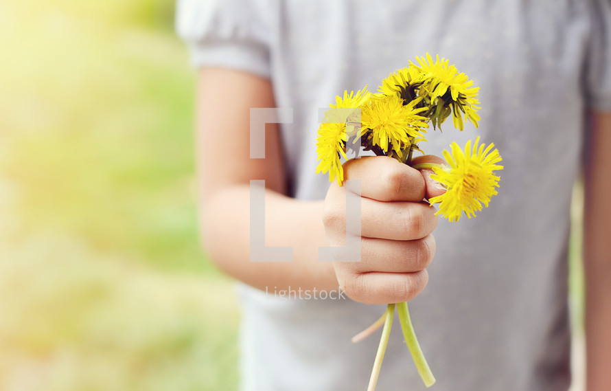 A little girl with a handful of dandelions.