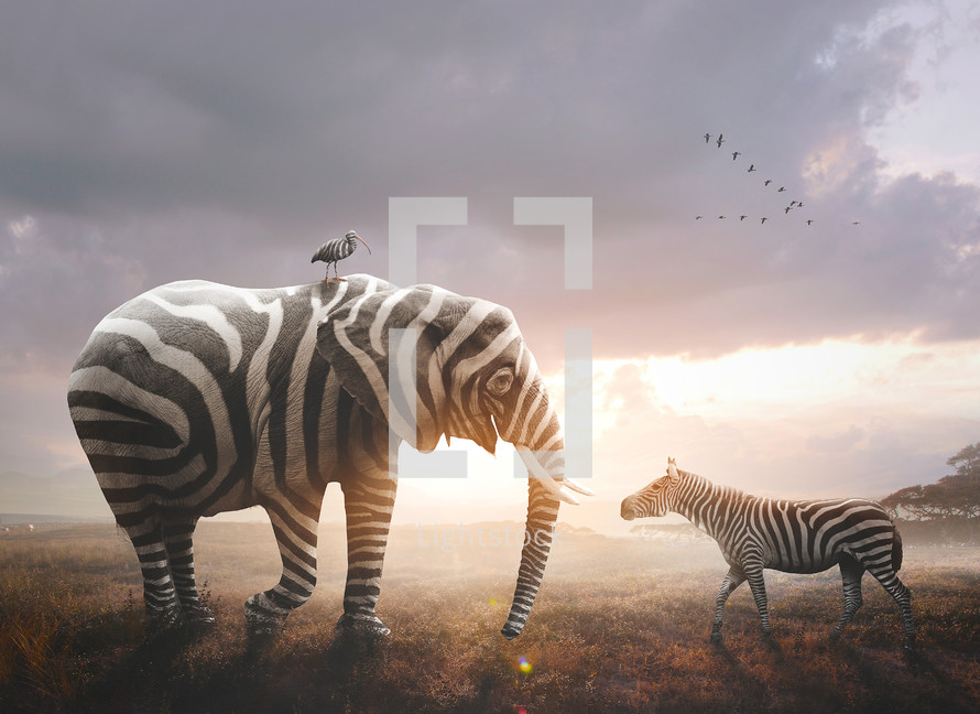 A surreal image of an African elephant wearing black and white zebra stripes