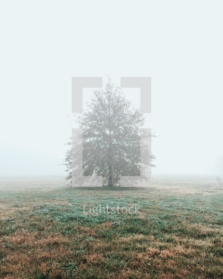 an isolated tree in fog 