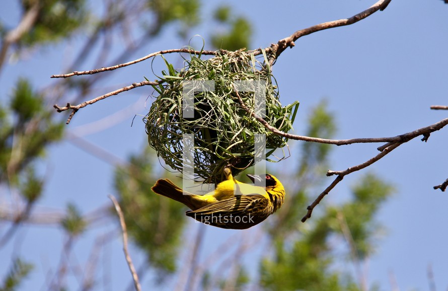 yellow bird on a nest 